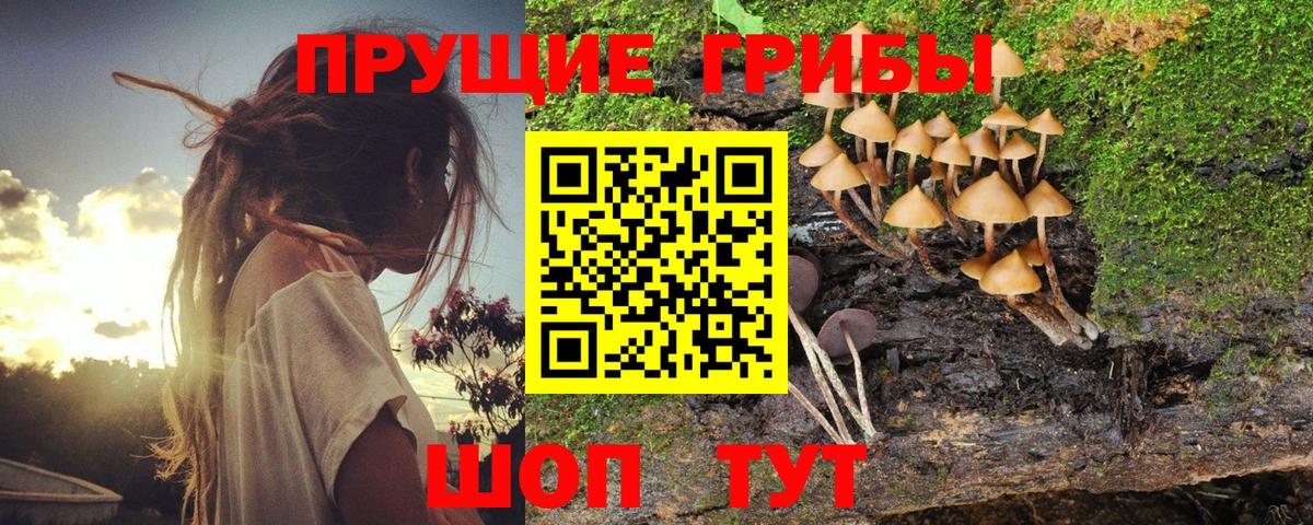 Зеленодольск  Псилоцибиновые грибы Cubensis  Вход с VPN  как найти закладки  Псилоцибиновые грибы мухоморы 